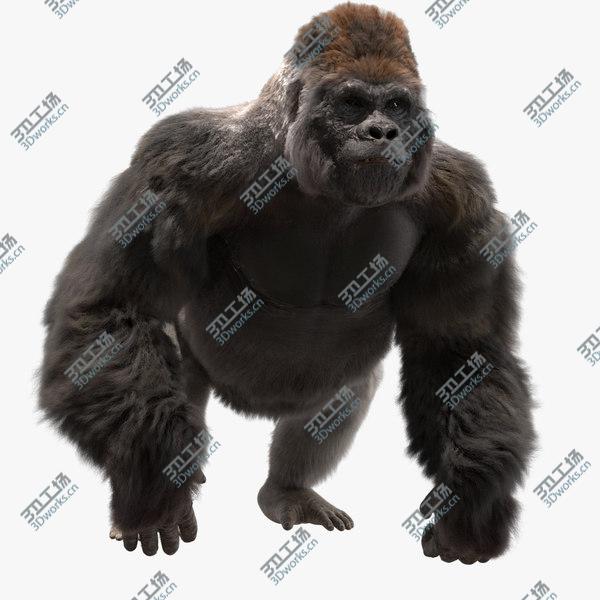 images/goods_img/20210312/3D Lowland Gorilla Fur (Rigged)/1.jpg